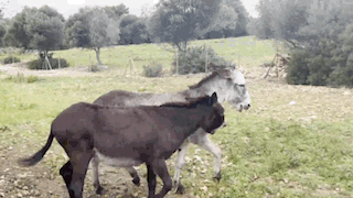 Zwei Esel toben ausgelassen auf der steinigen Wiese