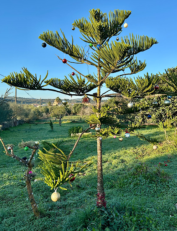 Mallorquinischer, immergrüner Nadelbaum mit Weihnachtskugeln vor strahlend blauem Himmel